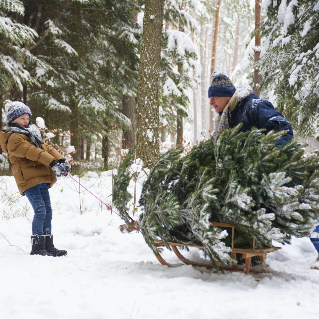 L'odeur du sapin de Noël Rhône FM